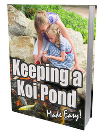 Keeping A Koi Pond Keeping A Koi Pond small